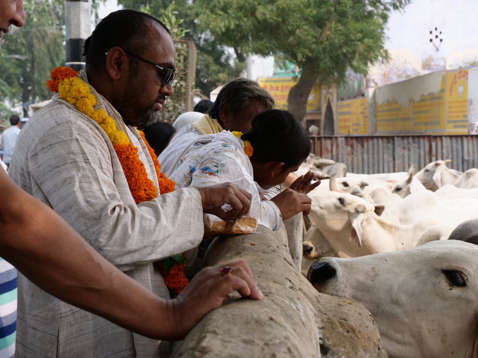  240 Gopashtami Radha kunda Govardhan 19.11.04